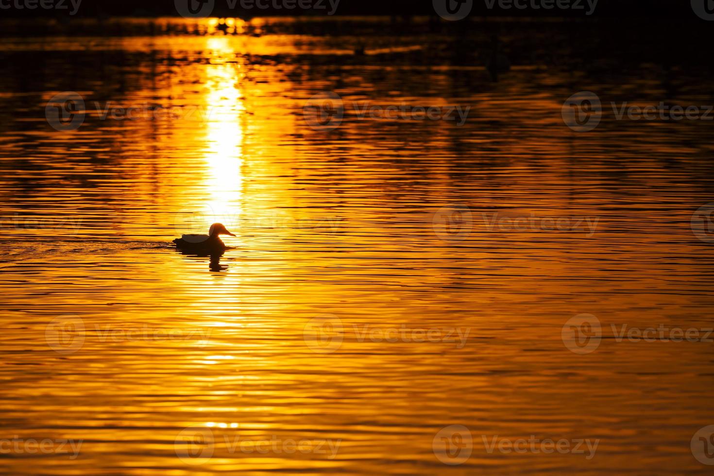 wild ducks floating on the lake photo