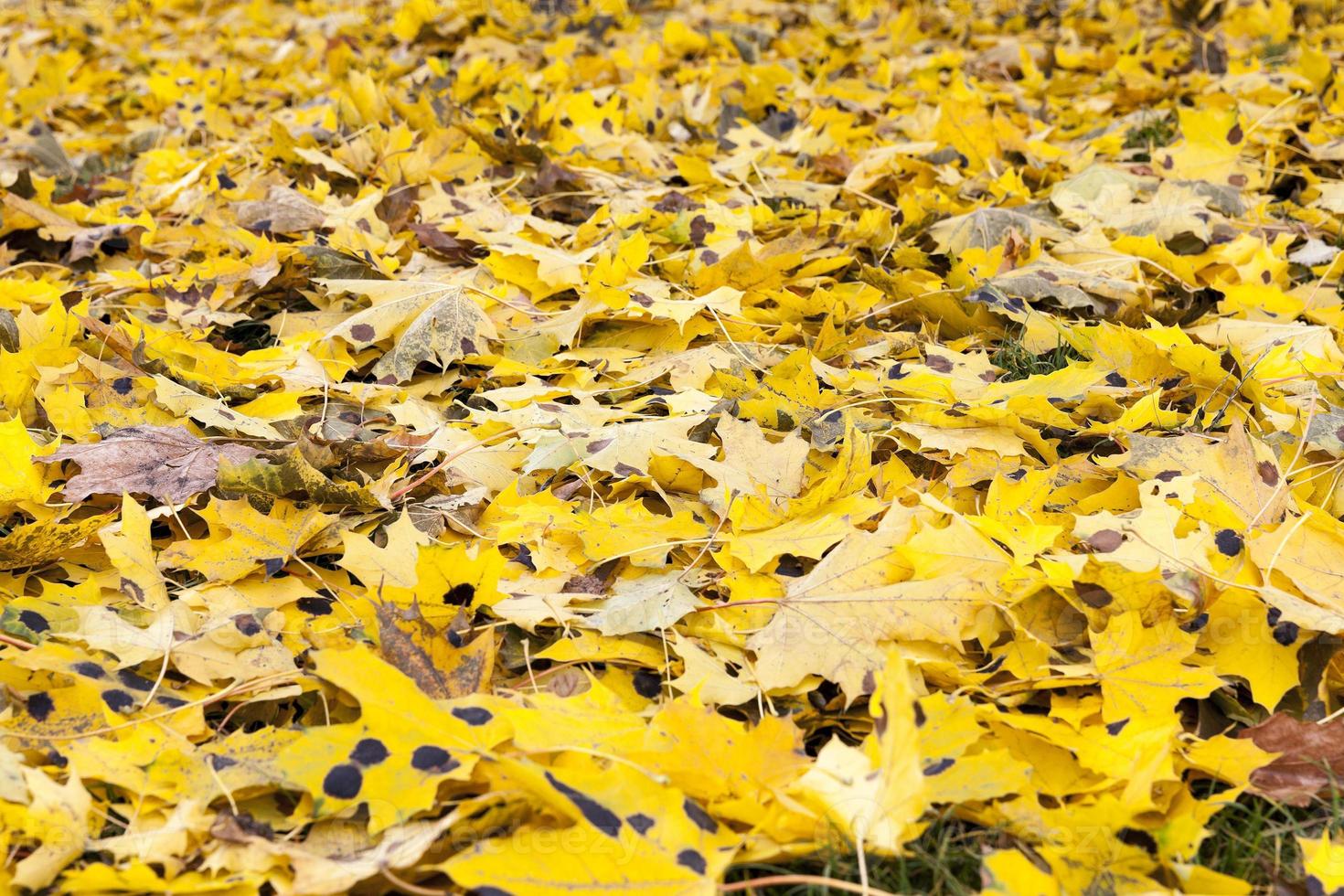 autumn in the park photo