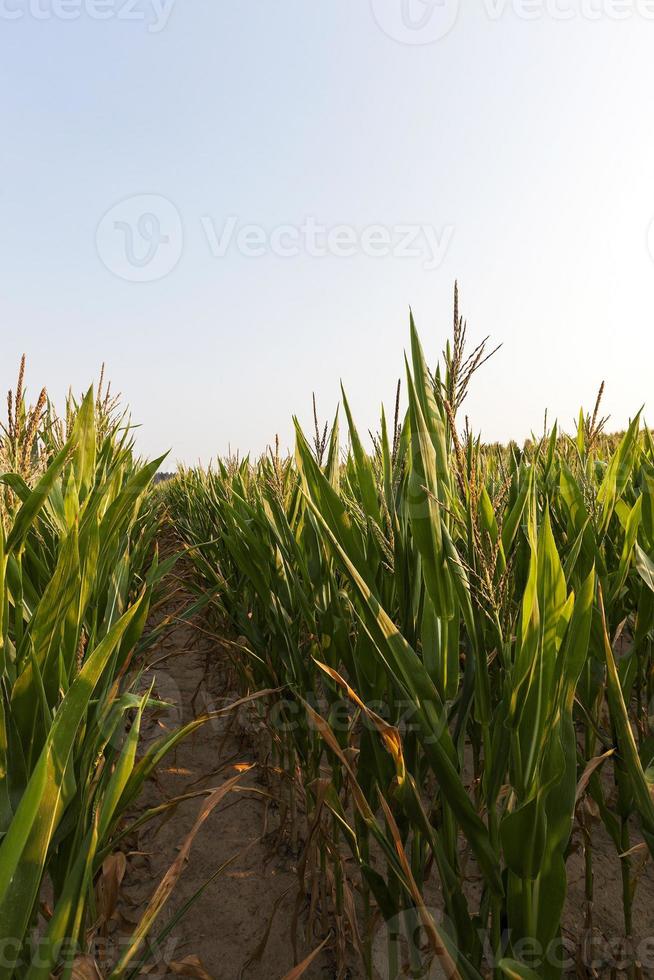 Green immature corn photo