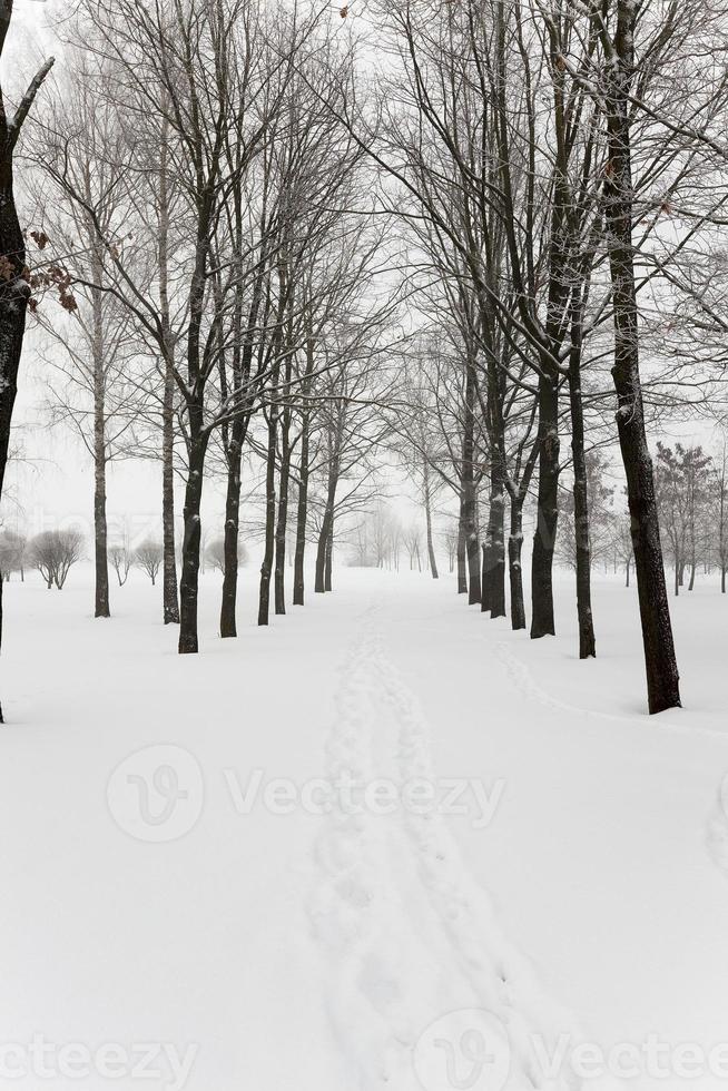 camino de invierno, nieve foto