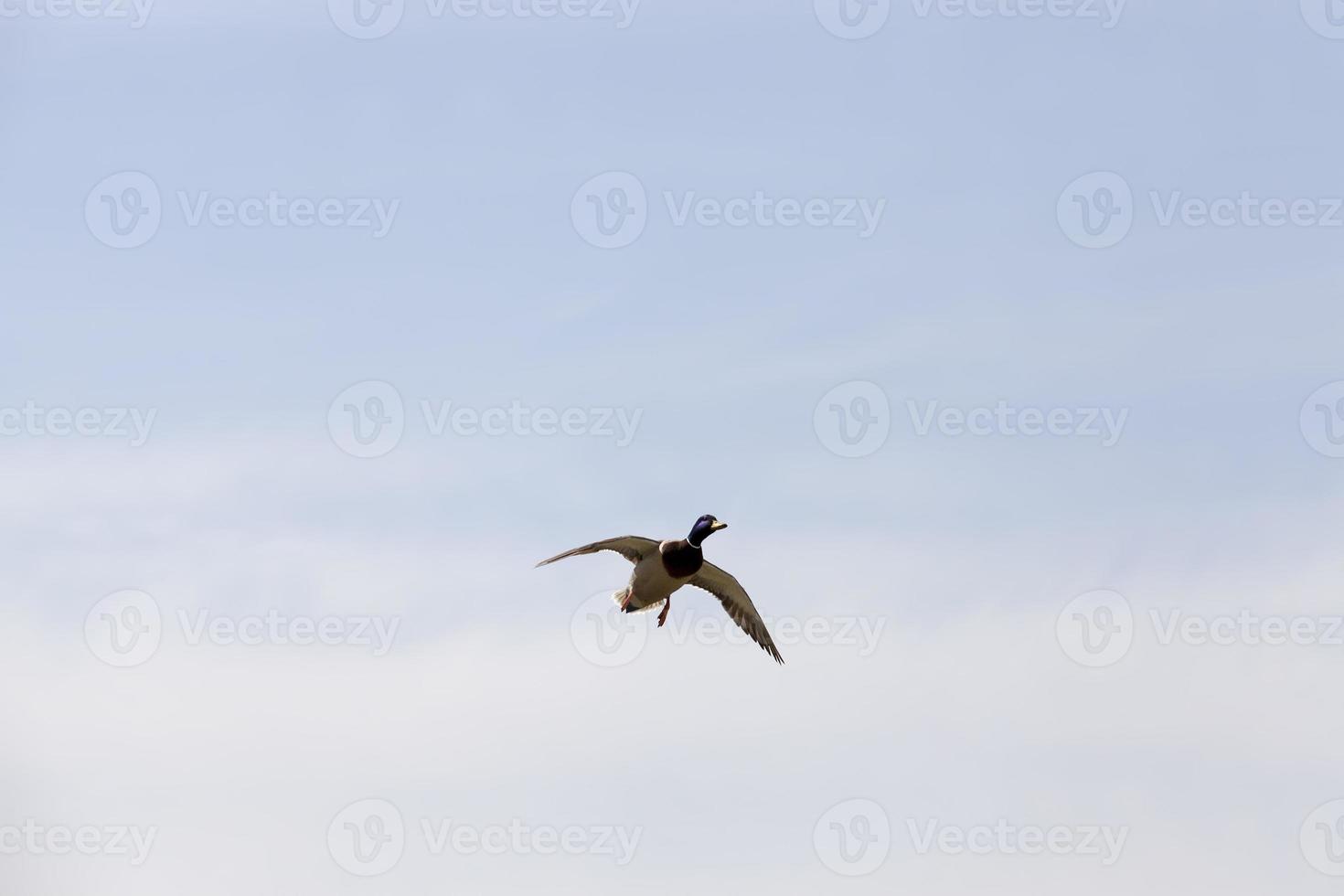 wild ducks in spring or summer photo