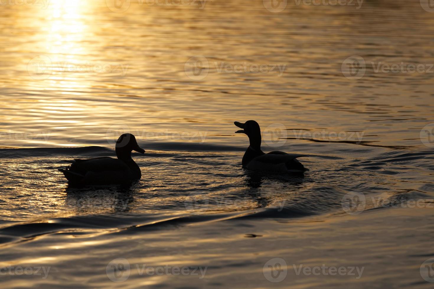 small low wild ducks photo