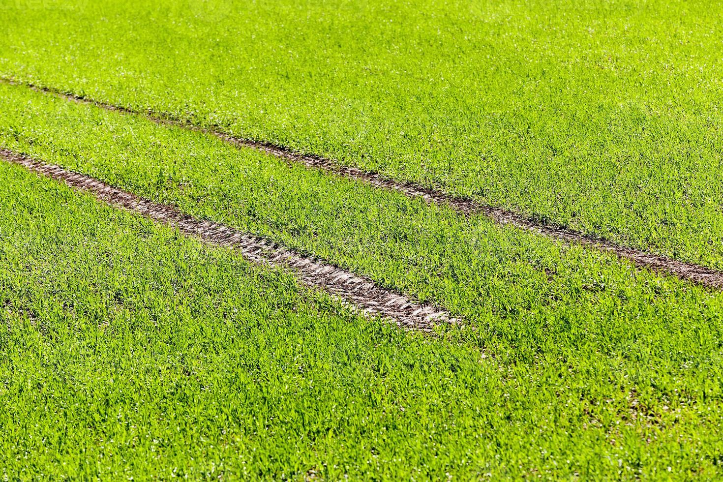 Agriculture. cereals. Spring photo