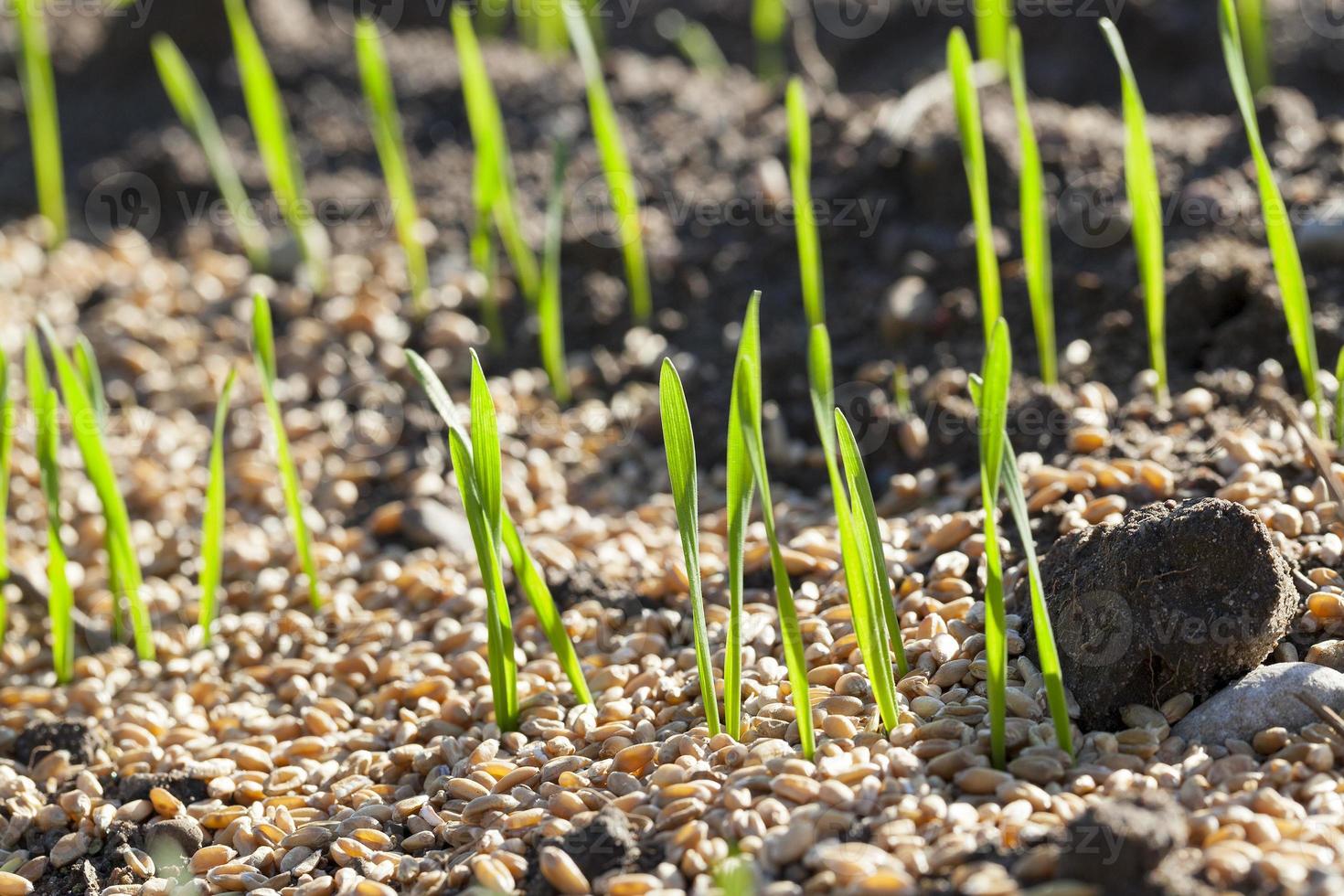field with young wheat photo