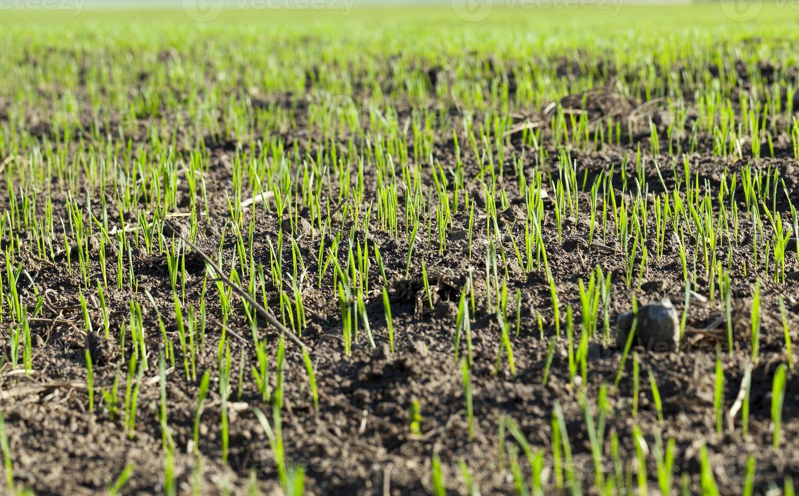 field with young wheat photo