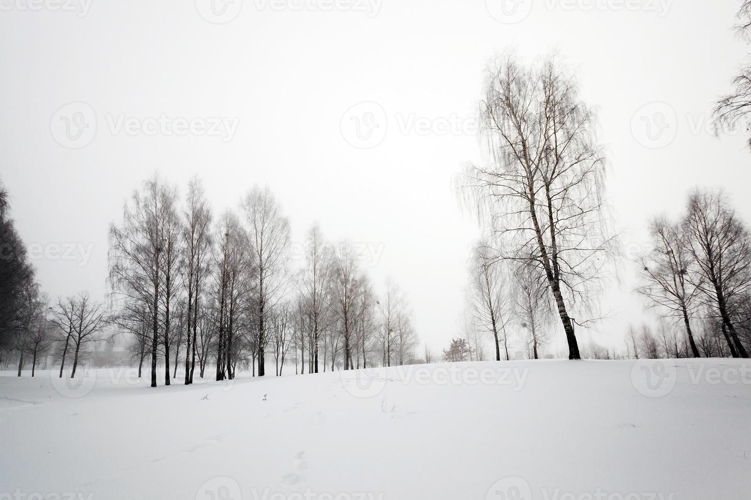 park in winter photo