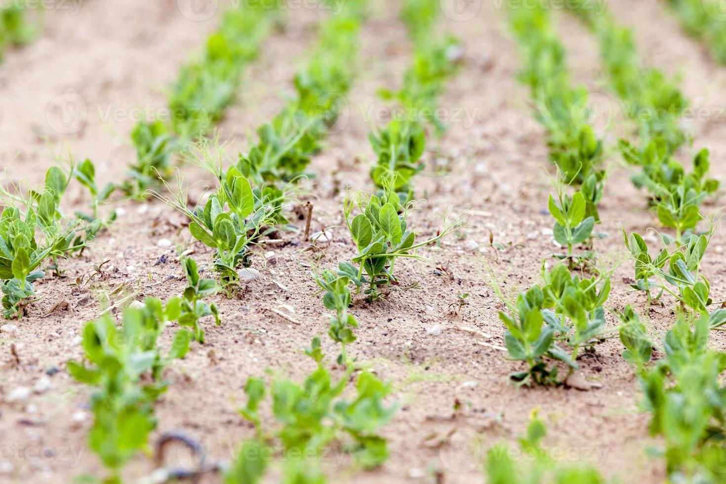 Pea sprout in the spring photo