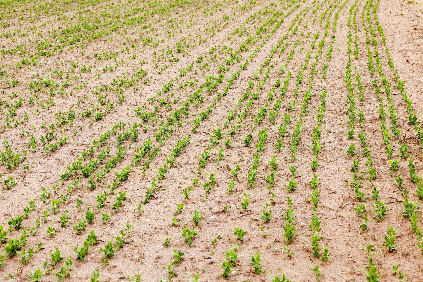 Pea sprout in the spring photo