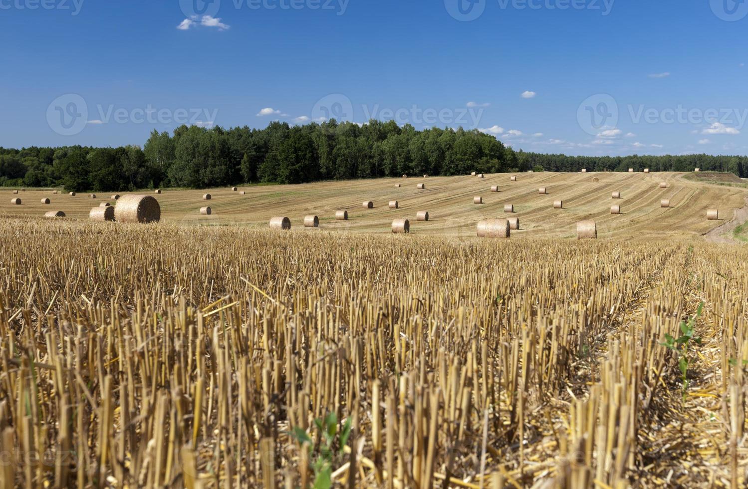 stacks of their wheat straw photo