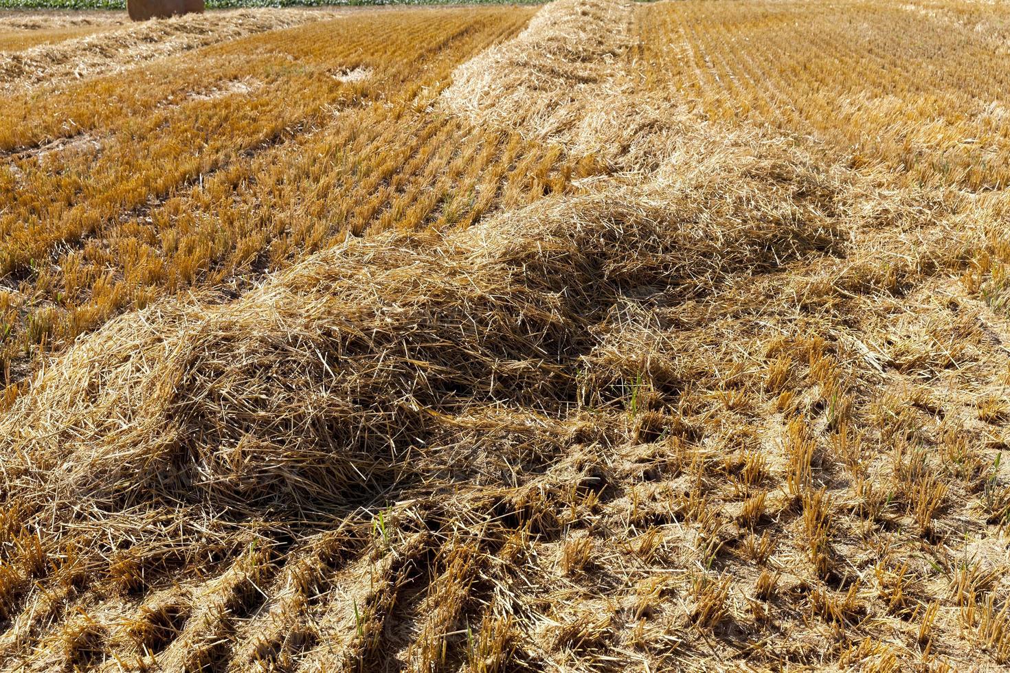 straw on agricultural land after harvesting photo