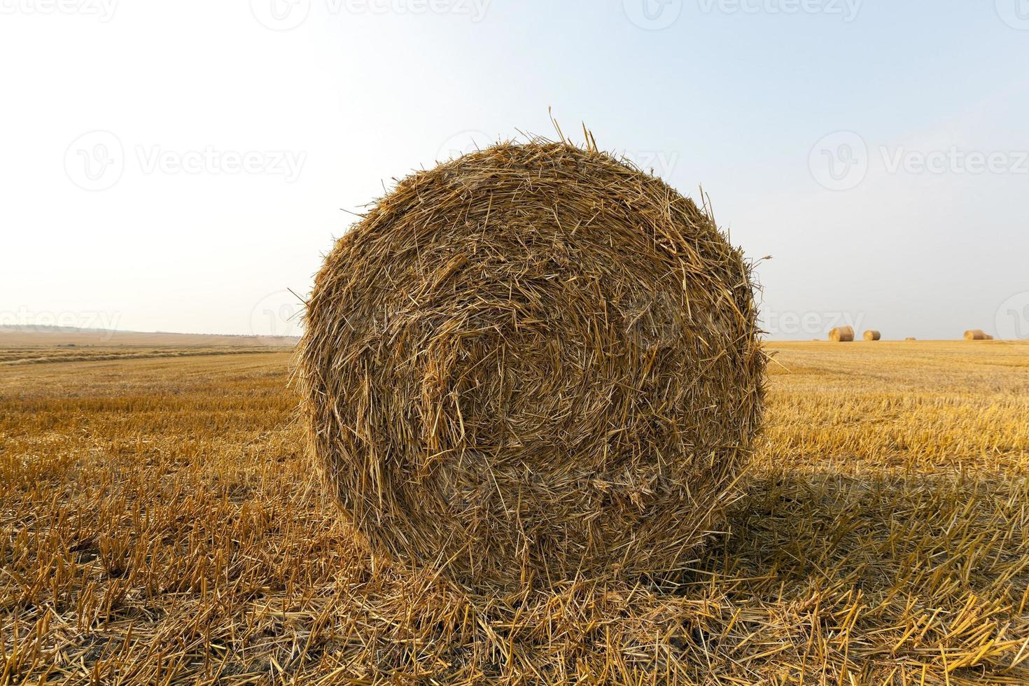 haystacks in a field of straw photo