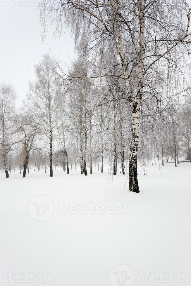 trees in winter photo