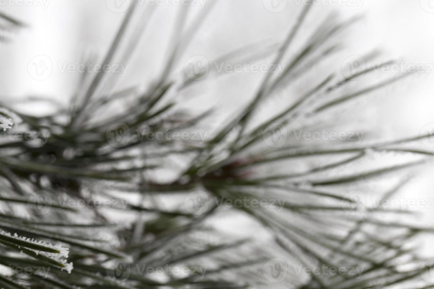 Pine forest, close up photo