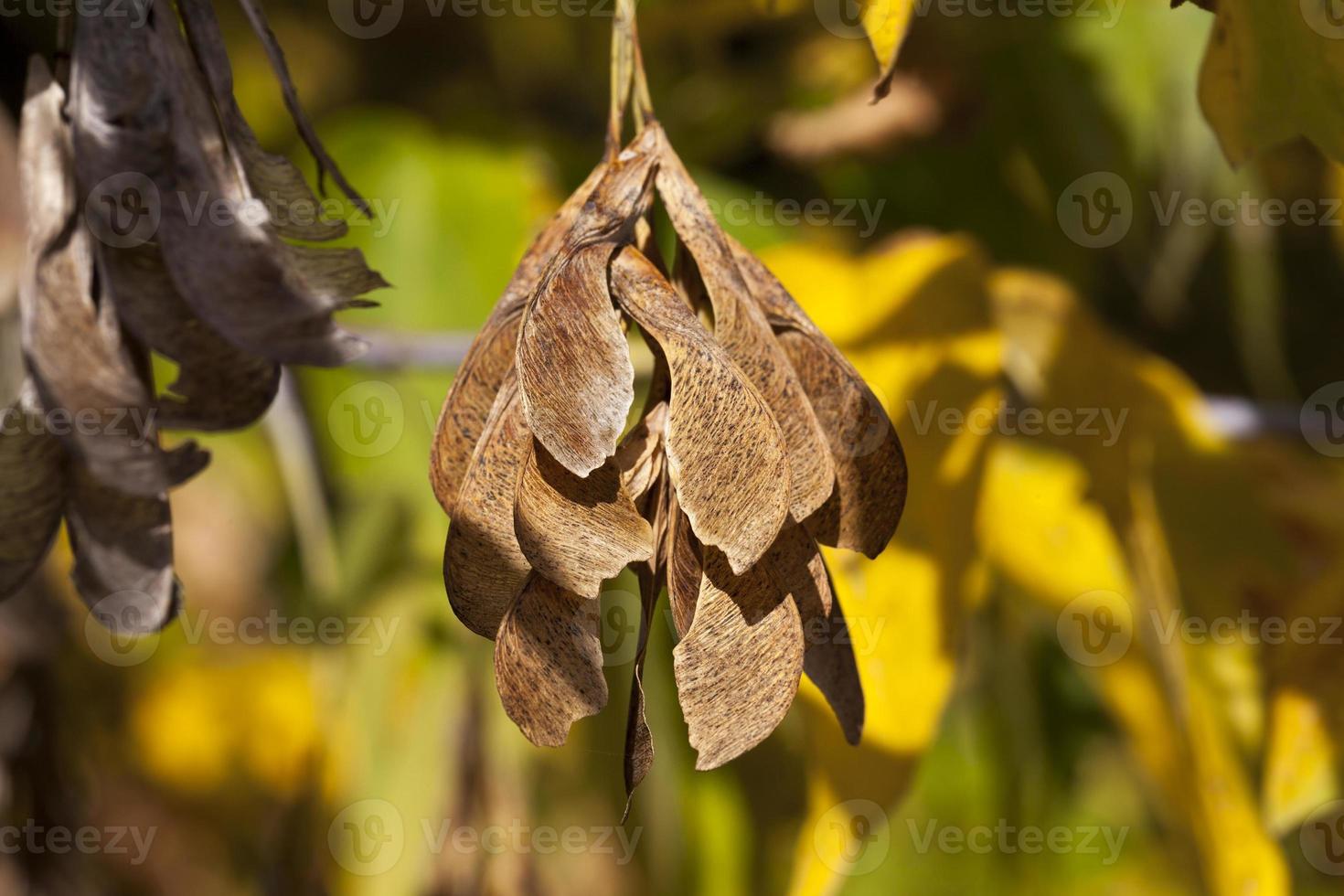 Yellow maple foliage photo