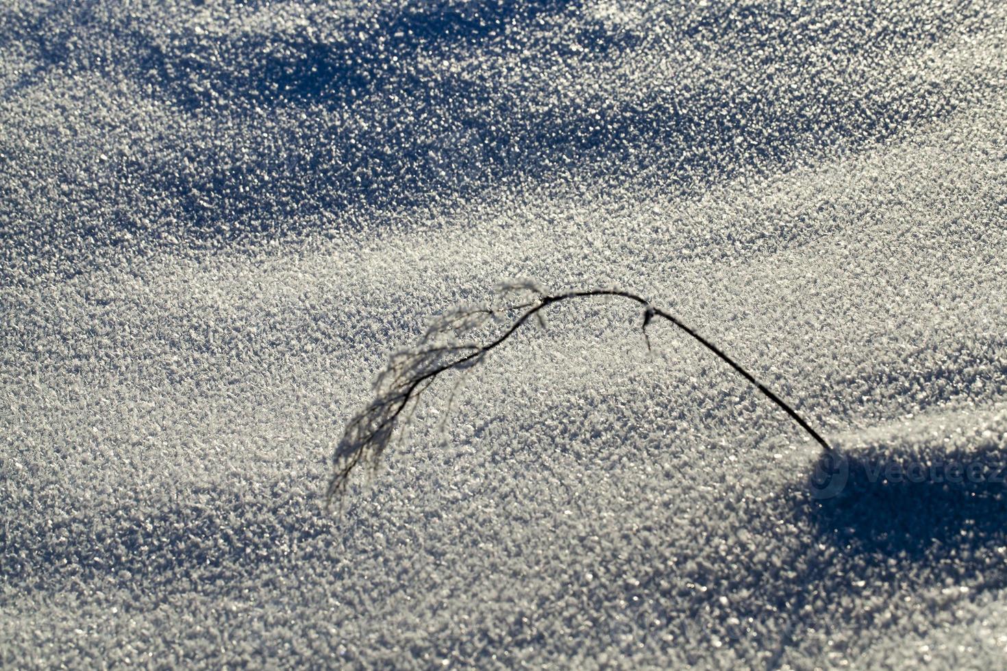 plant in a frost photo