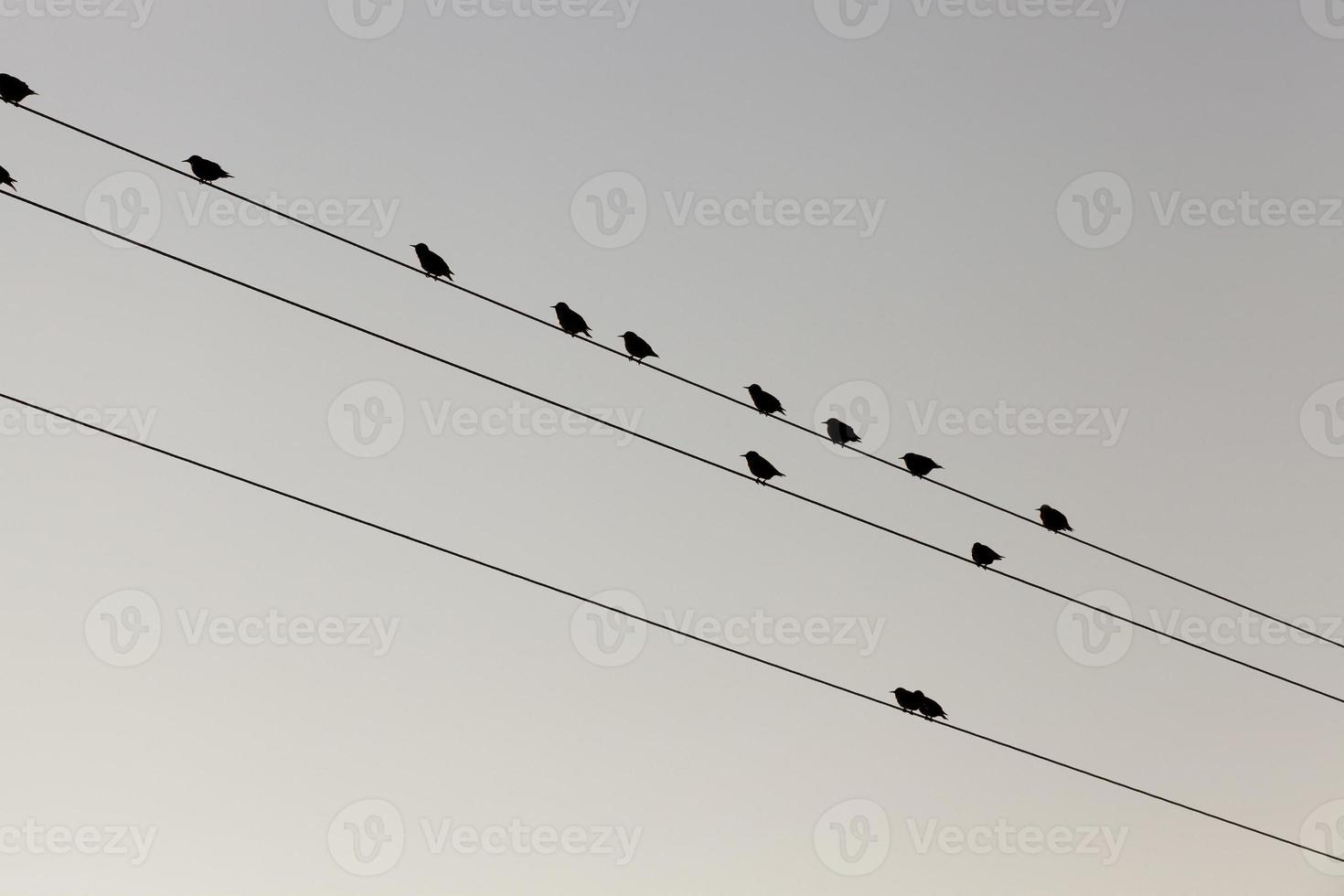 a few birds on the lines of high voltage poles photo