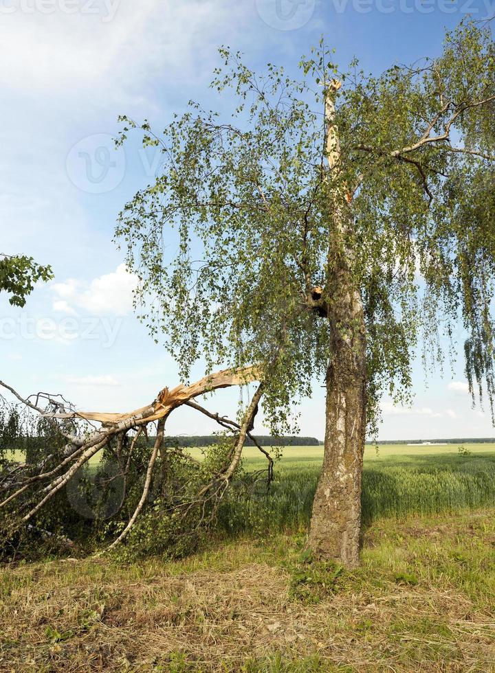a broken birch tree in summer photo