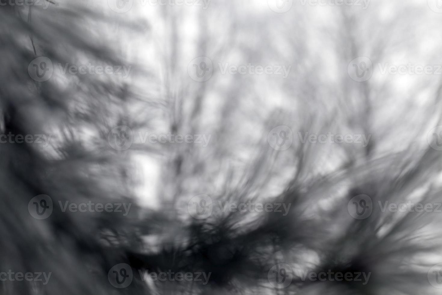 Photographed winter forest photo