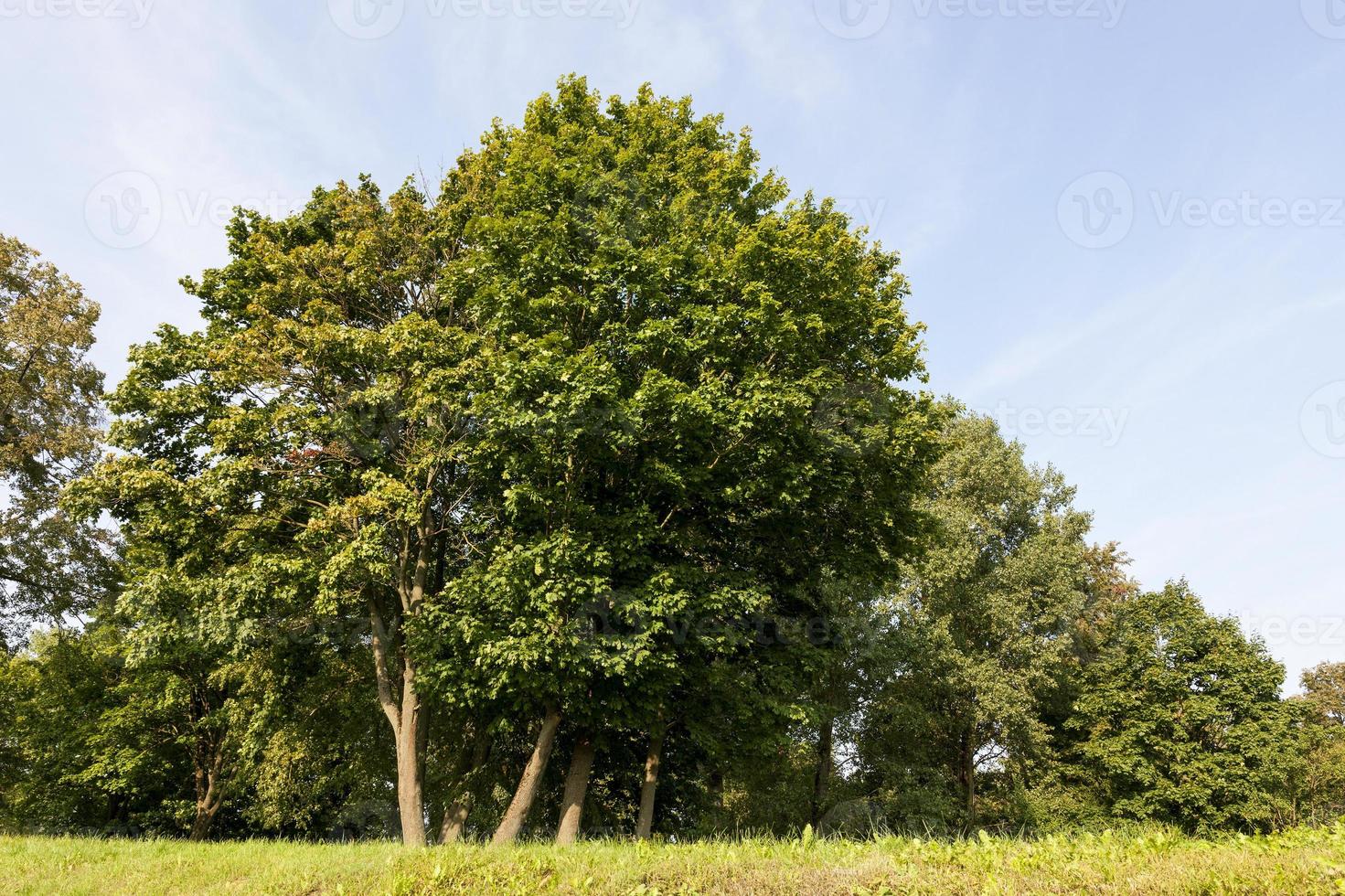 real nature, close up photo