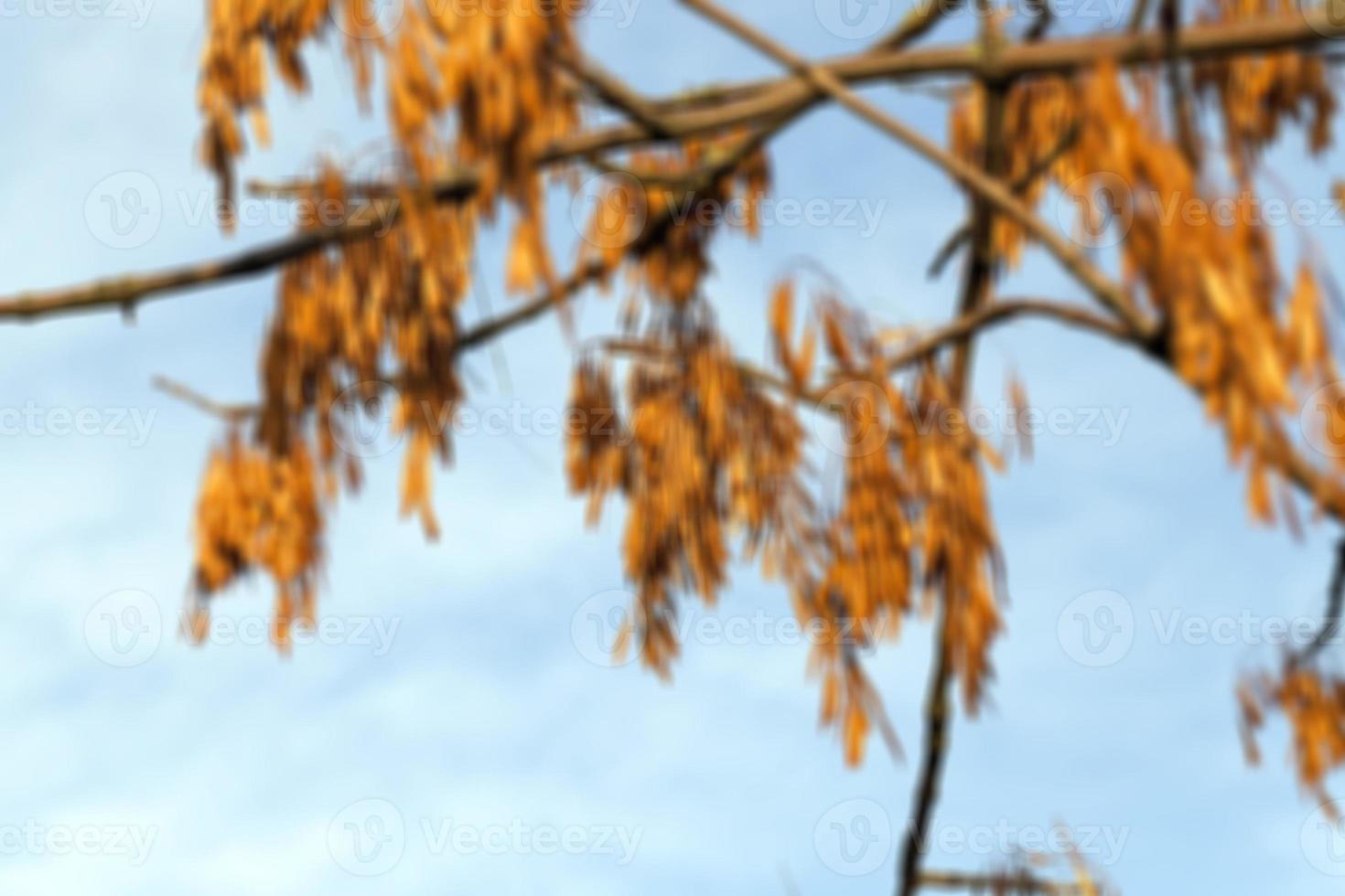 autumn in the park photo