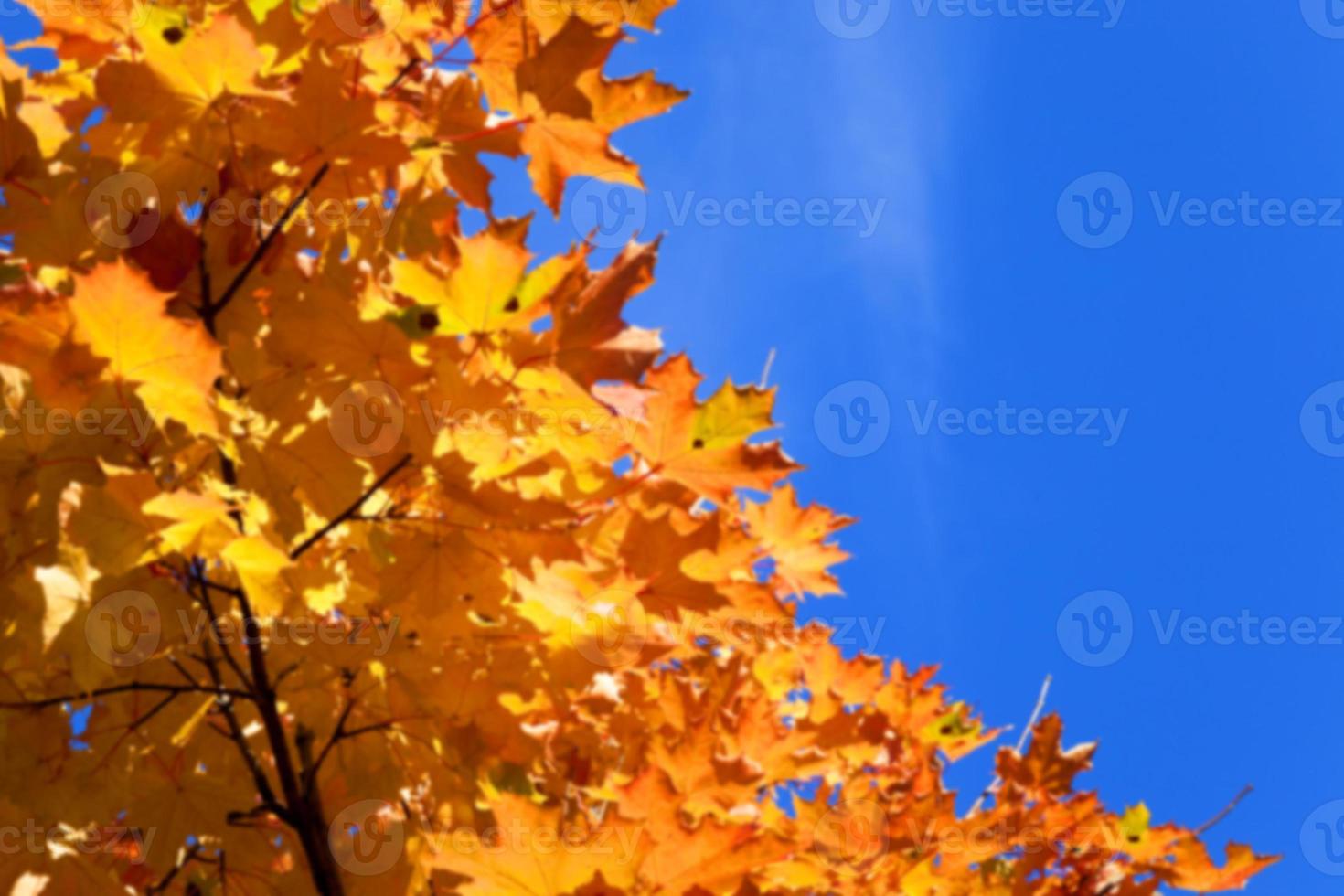 autumn in the park photo
