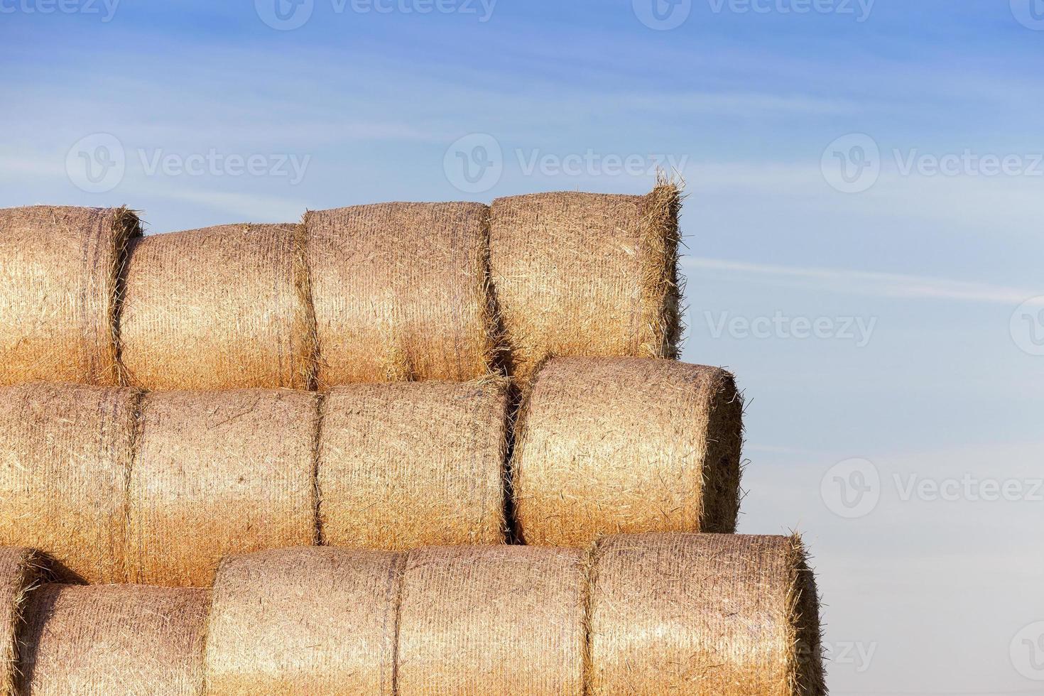 stack of straw in the field photo