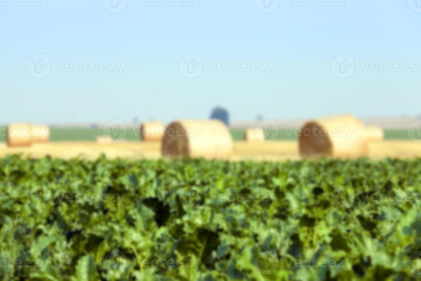 pajares en un campo de paja foto