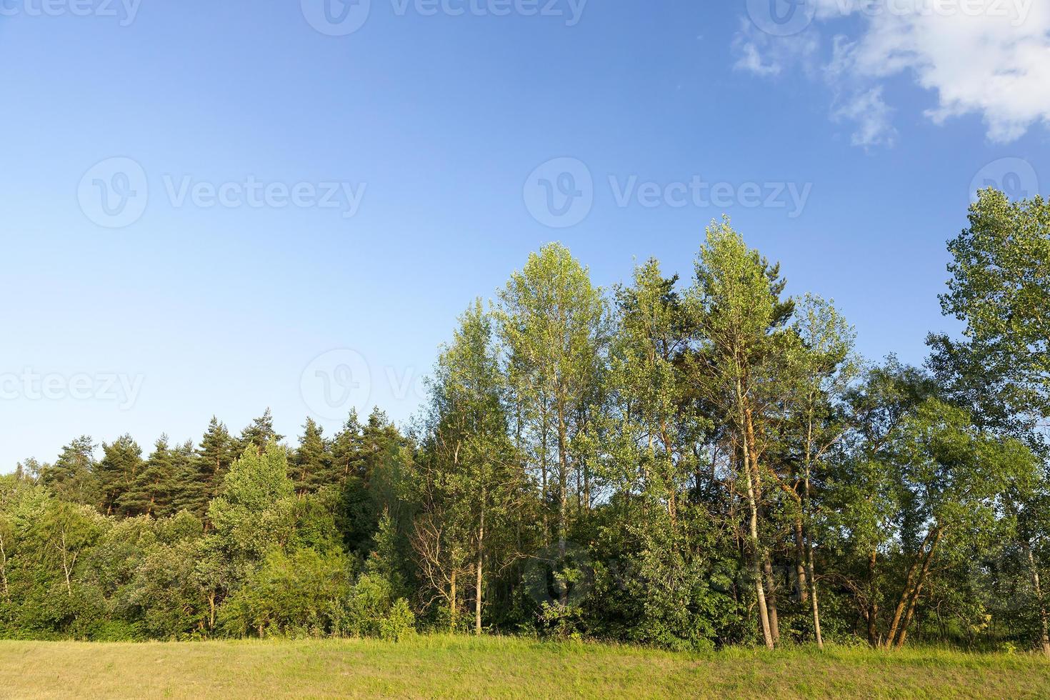 trees growing in the forest in the summer photo