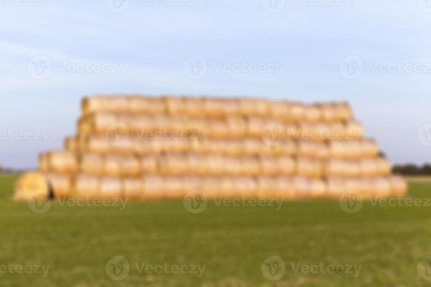 stack of straw in the field photo