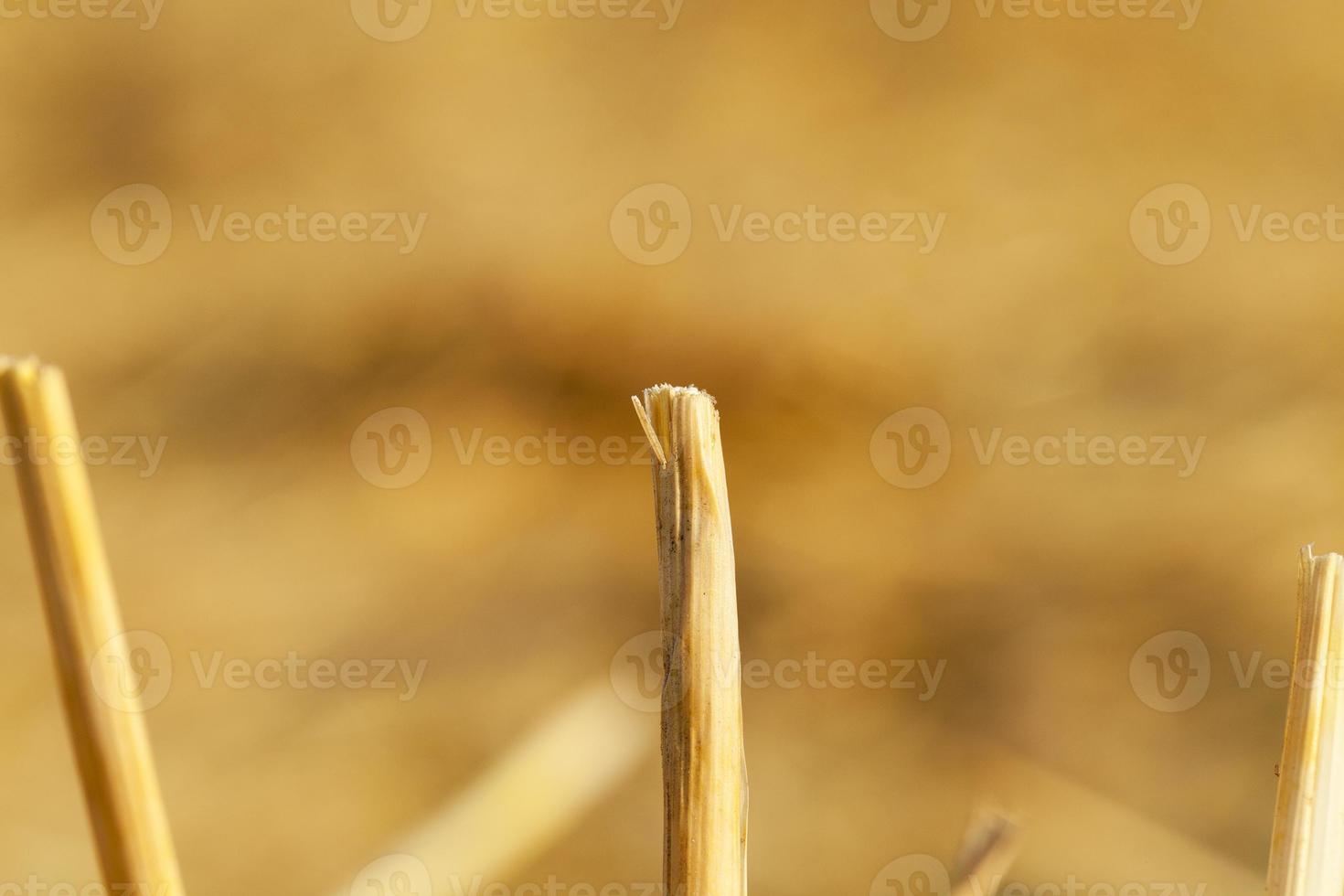 wheat field after harvest photo