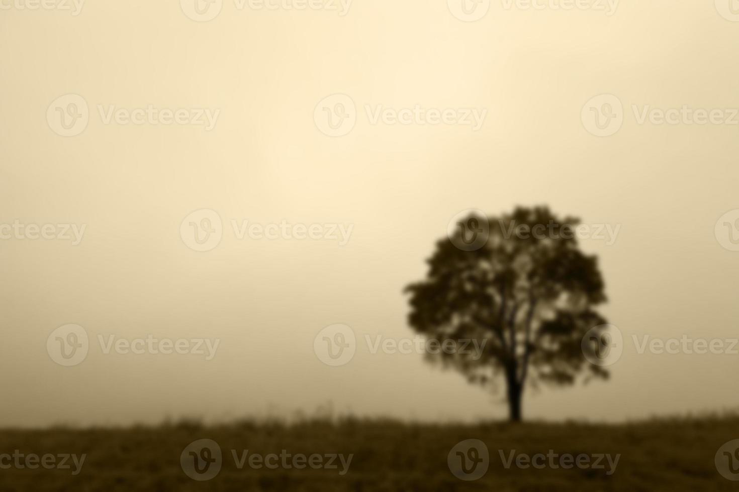 tree in the field, autumn photo