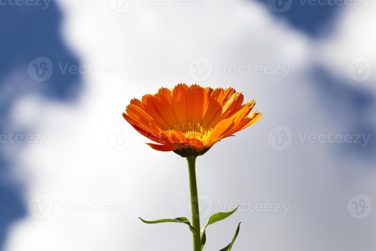 Orange calendula, close up photo