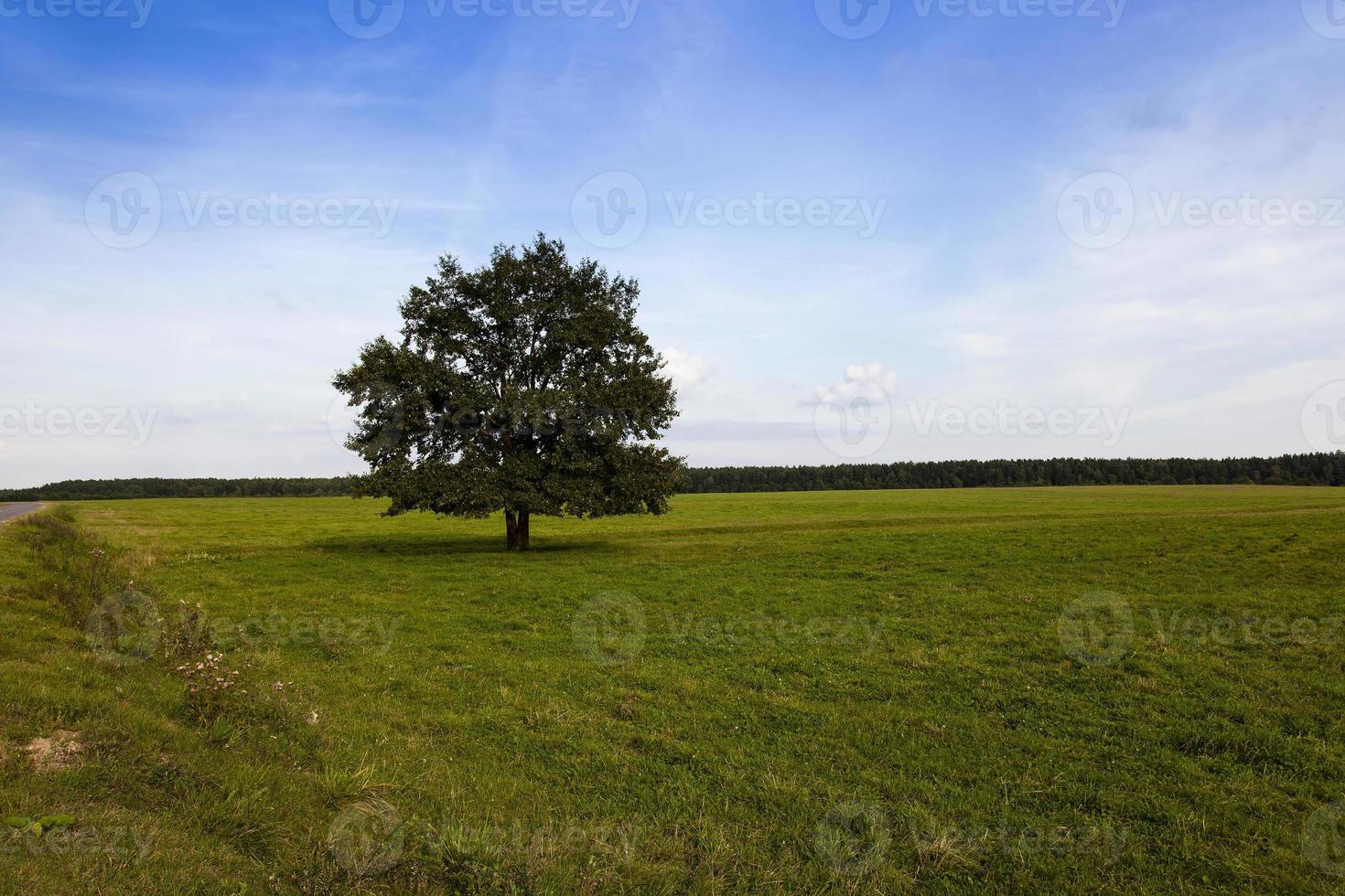 tree in the field photo