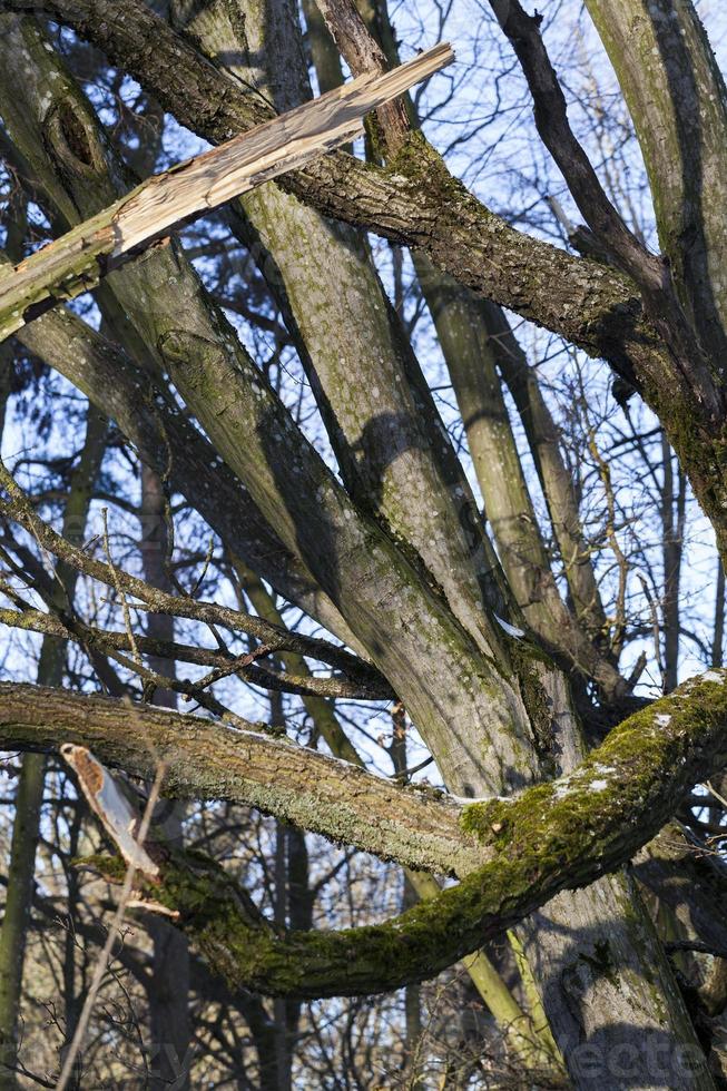 corteza de árbol, primer plano foto