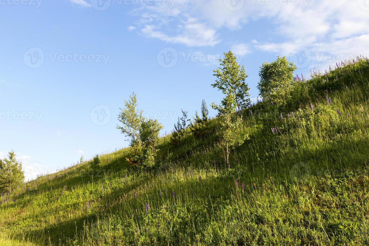 Trees hill sky grass photo