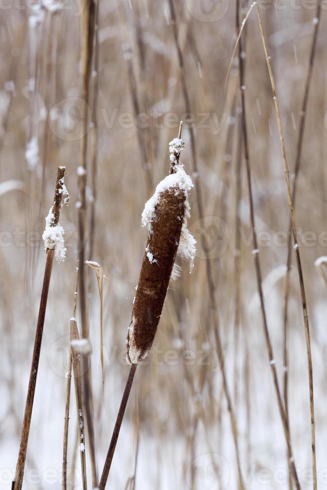 Dry plants in winter photo