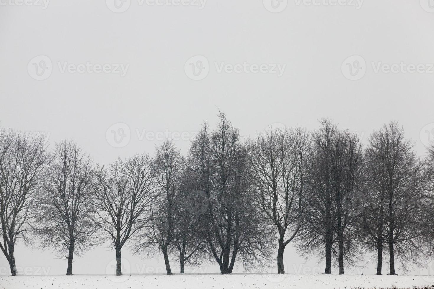 Snow drifts in winter photo