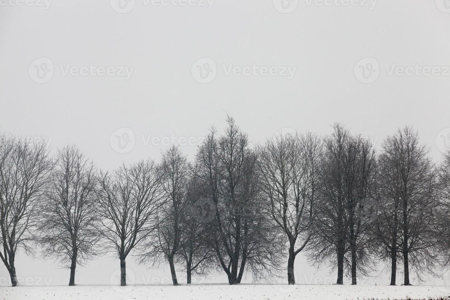 Snow drifts in winter photo