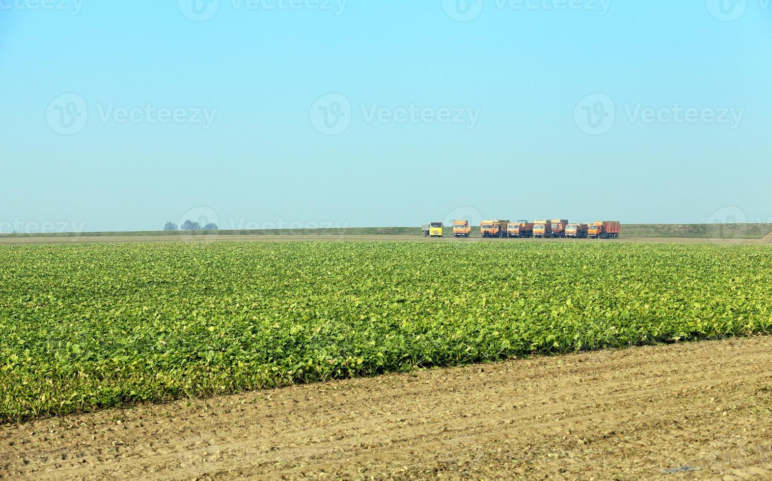un campo agrícola con un cultivo foto