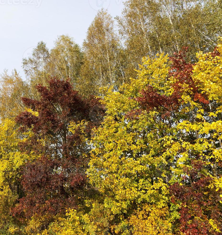 Yellow maple foliage photo