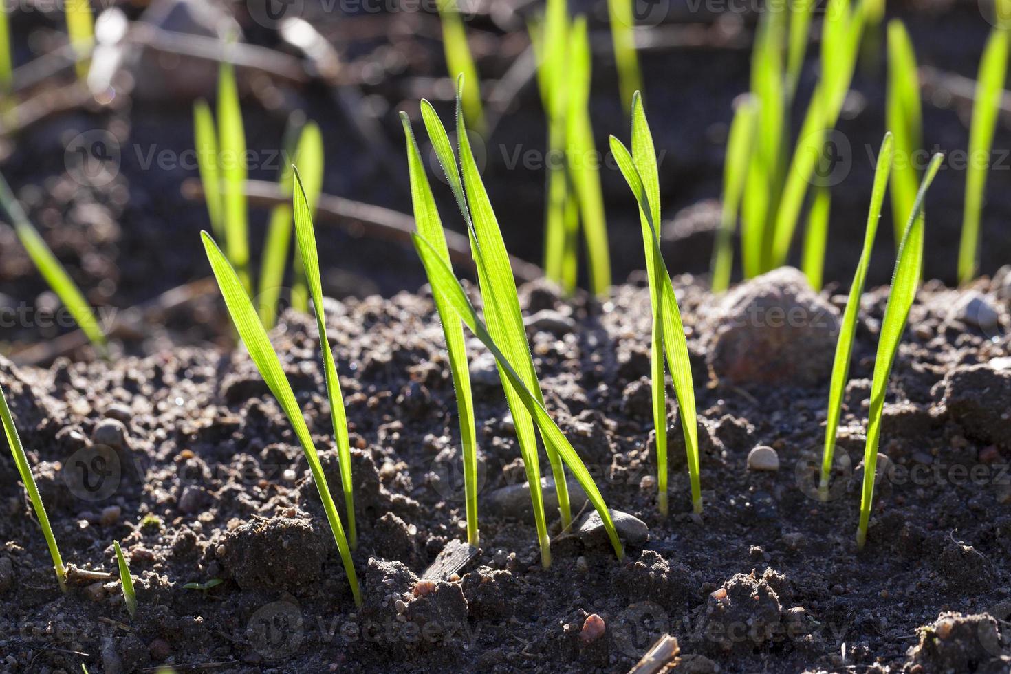 young sprouts of wheat photo