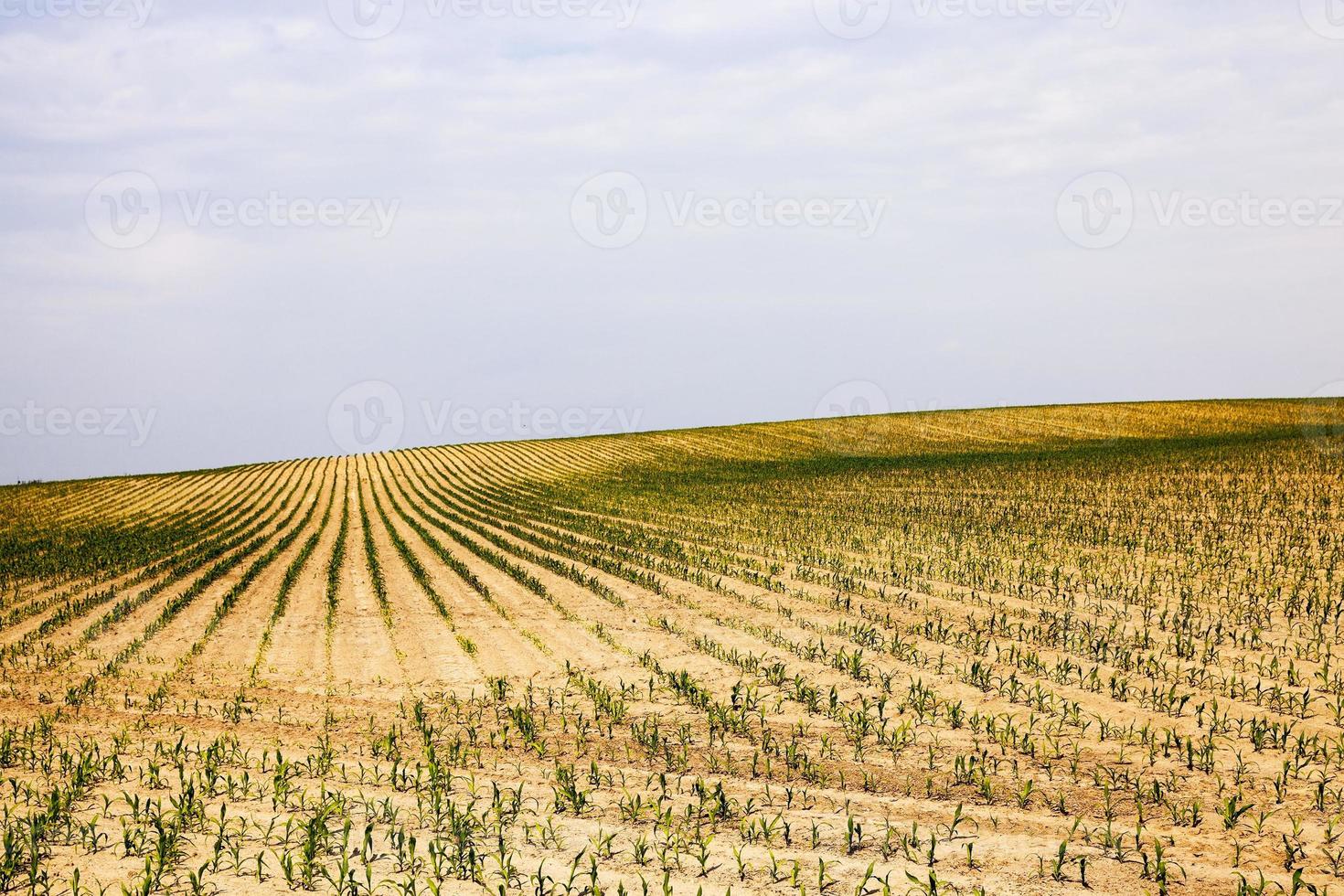 campo de maíz - campo agrícola en el que crece el maíz foto