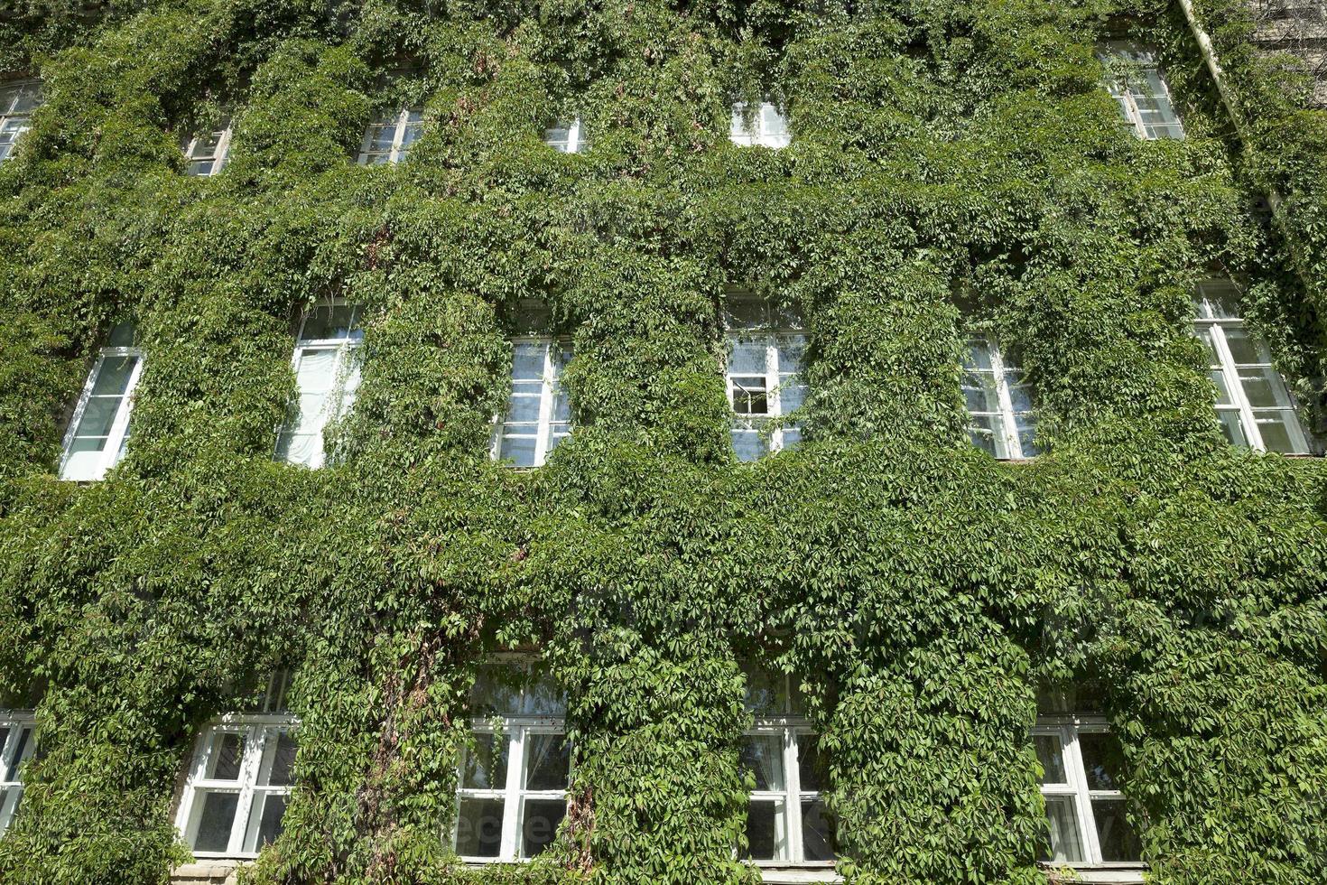 building in the ivy photo