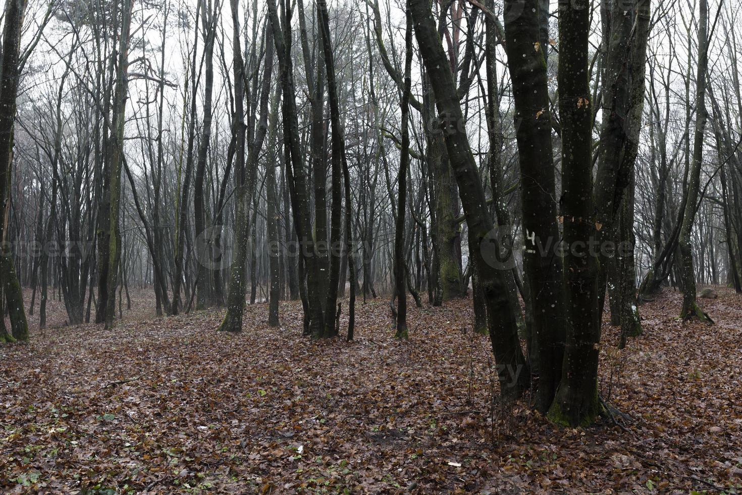 Forest in autumn photo