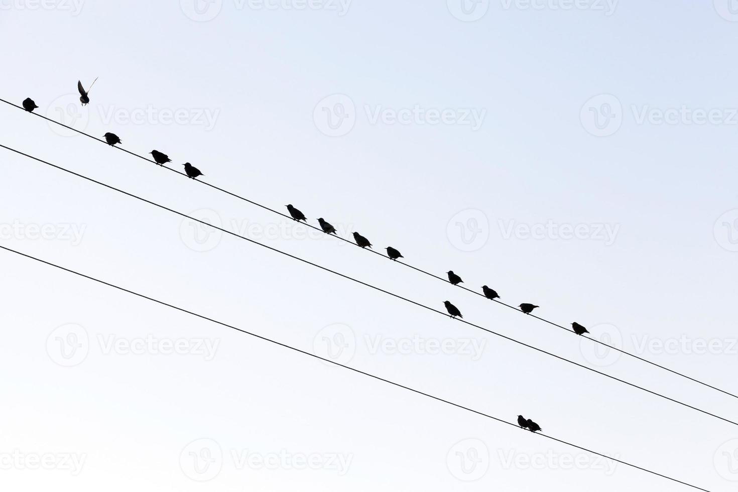 a few birds on the lines of high voltage poles photo