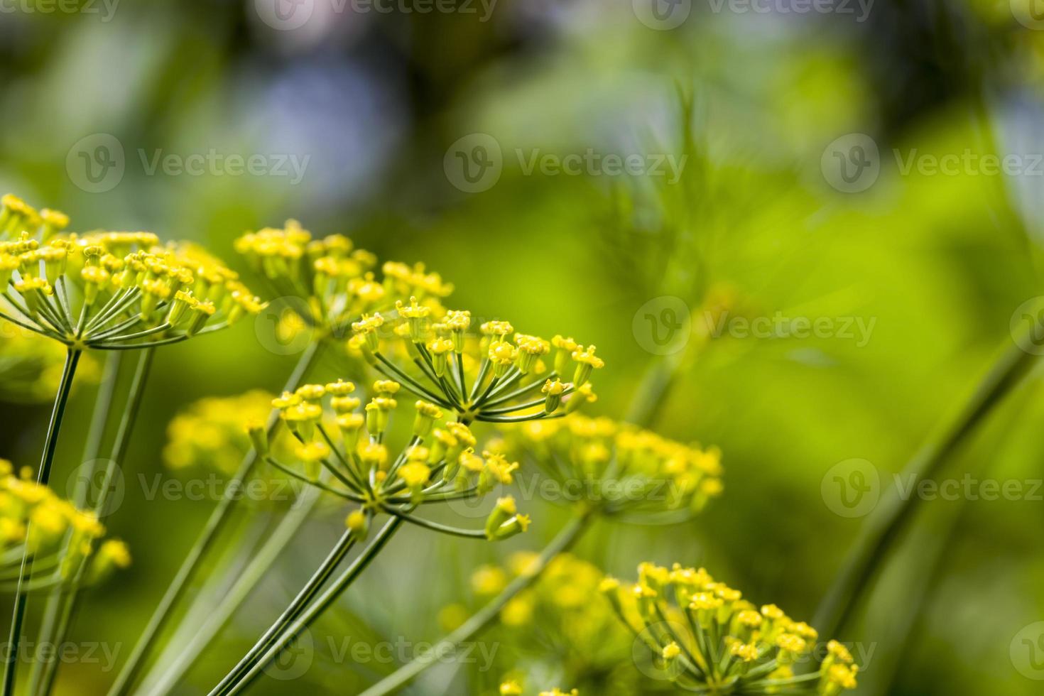 flowering fennel, close up photo