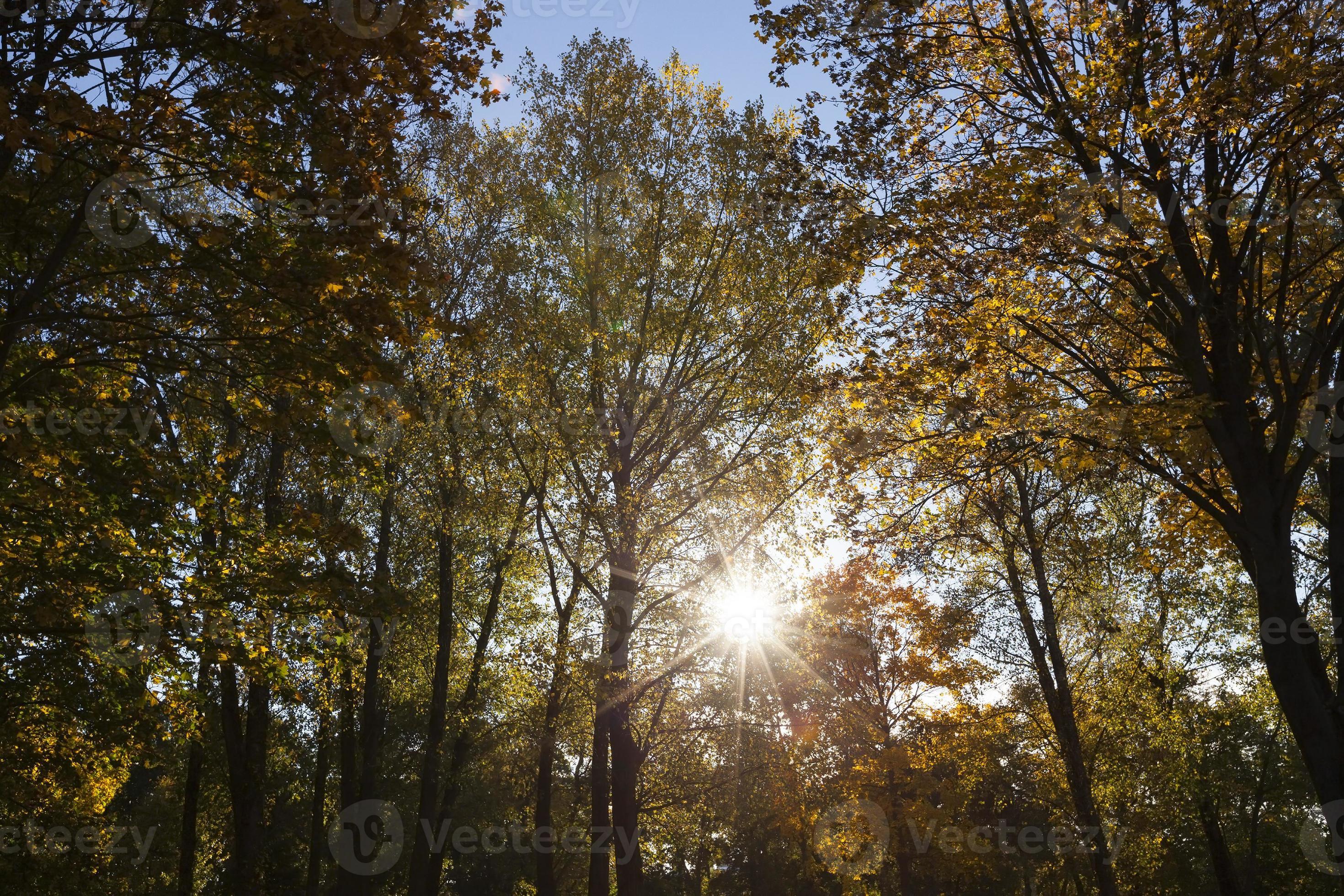trees with yellowing leaves 9510841 Stock Photo at Vecteezy