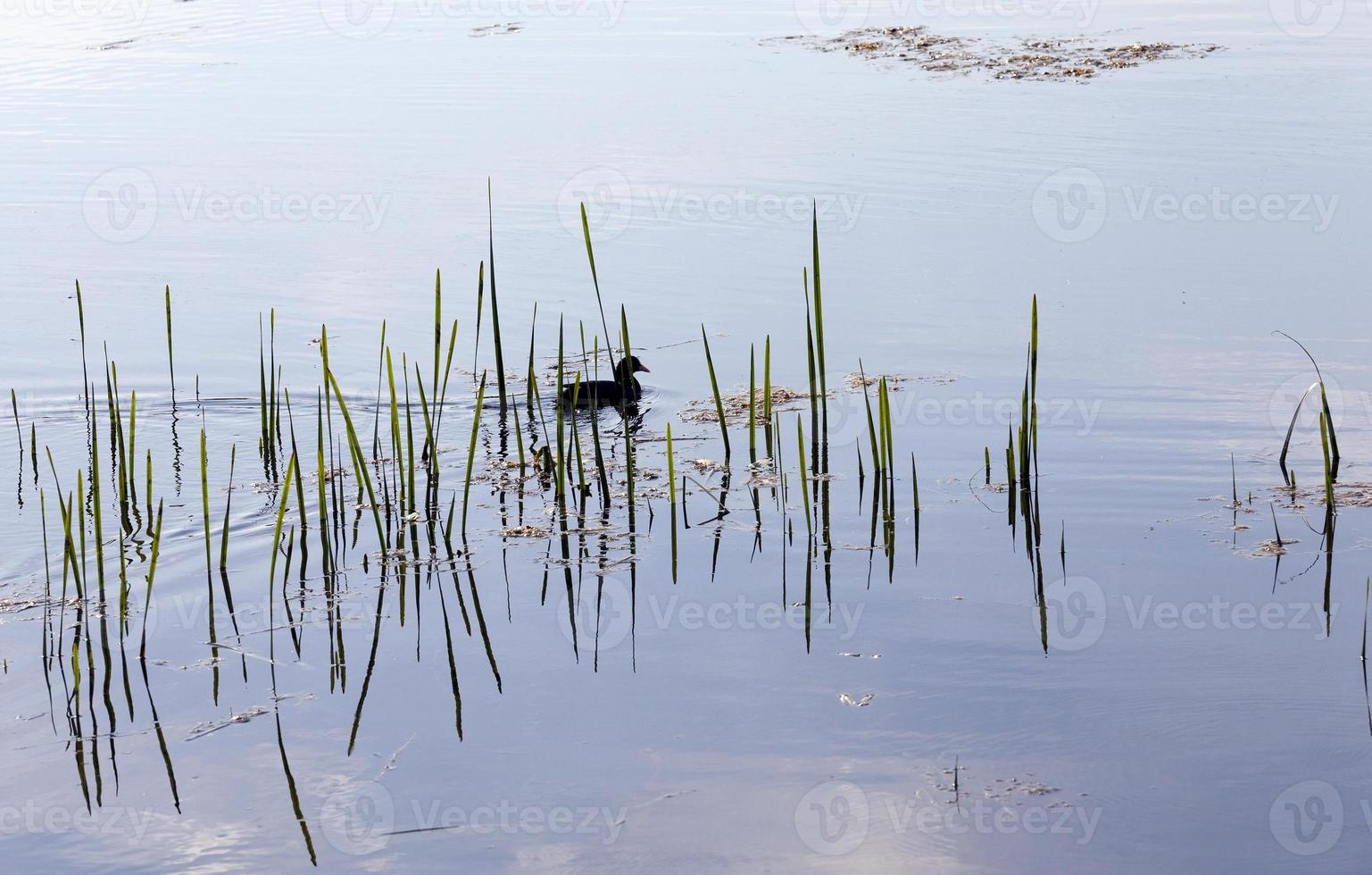 Black bird in the spring day photo