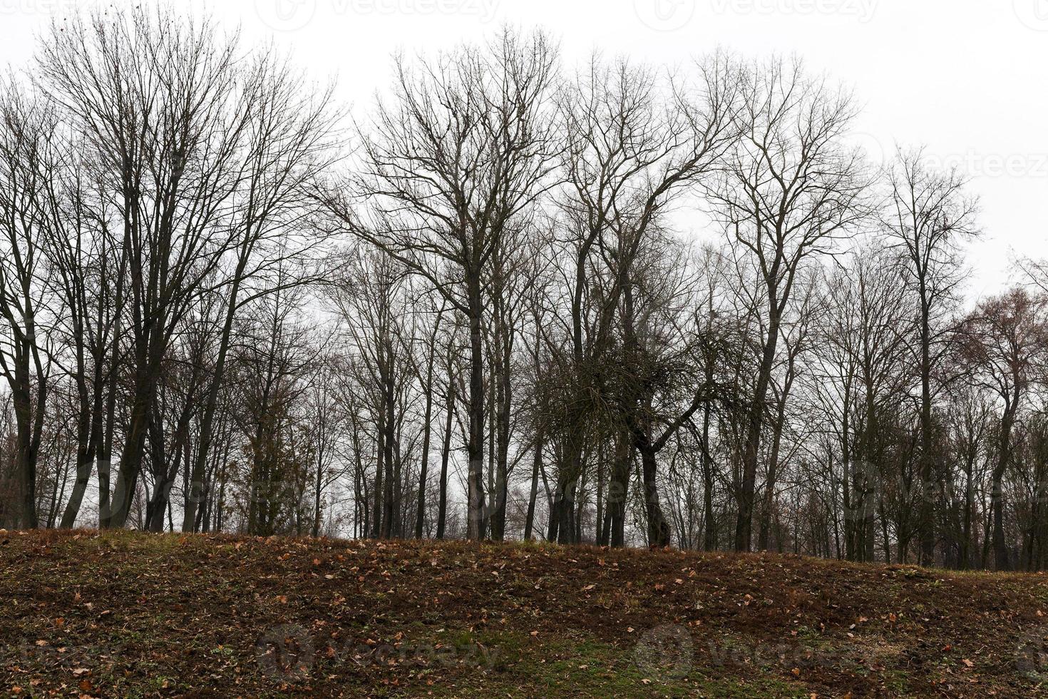 Bare trees in autumn park photo