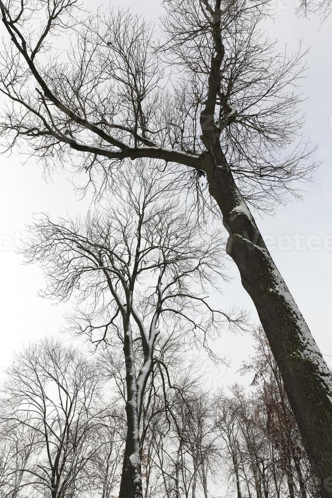 Bare tree trunks covered with snow during winter photo